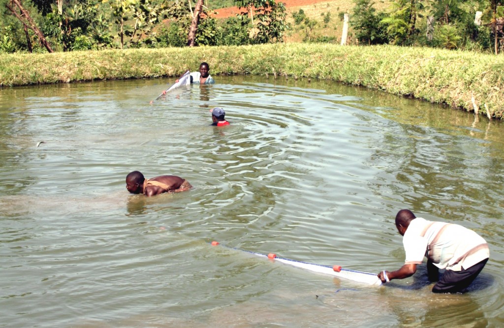 Initiation à la pisciculture en étang piscicole : développer une aquaculture Durable