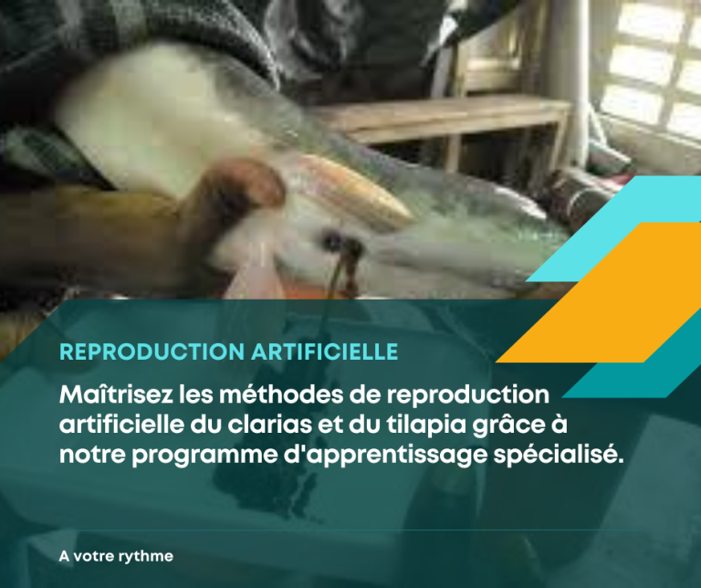Maîtrisez la reproduction artificielle de clarias : techniques avancées en pisciculture