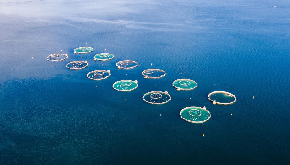 Aquaculture intensive en cage flottante